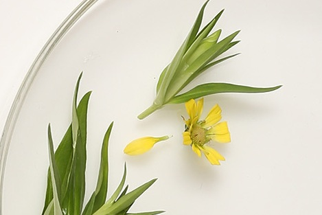 Narrowleaf Hawkweed