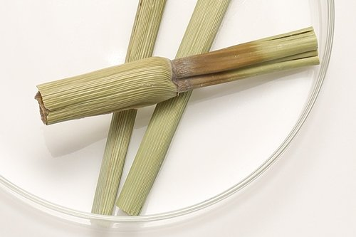 Sugar Cane