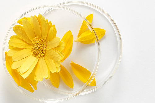 Calendula