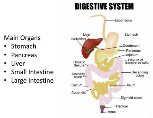 Digestive System_New Morning.JPG