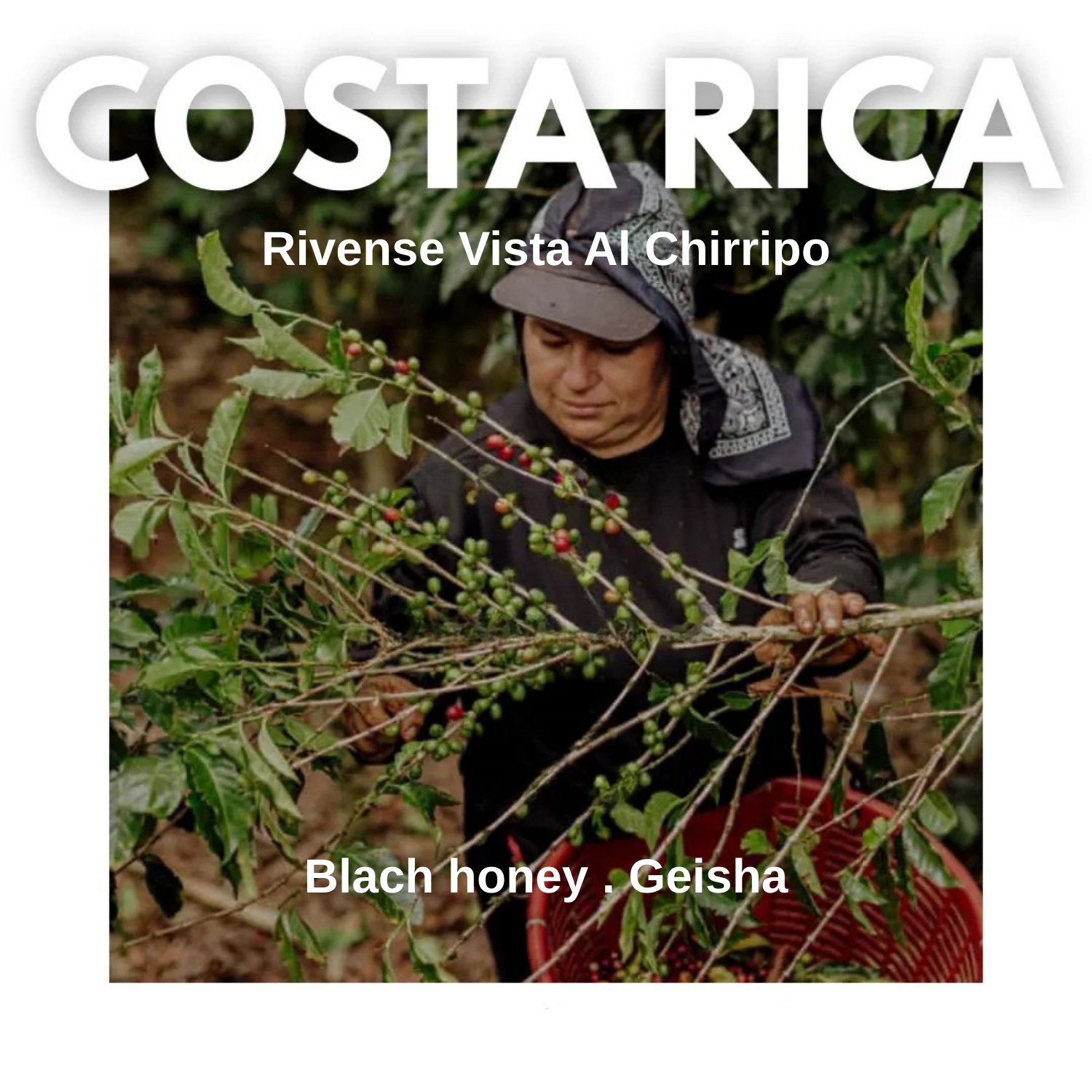 Your paragraph text (3)