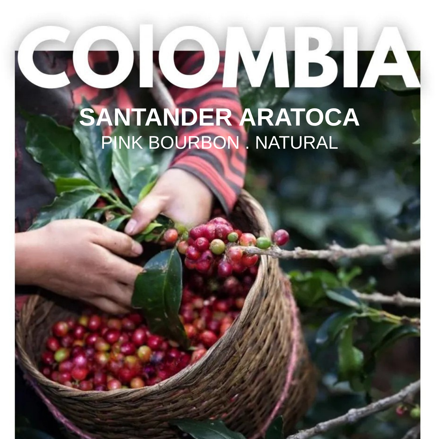 Your paragraph text (5)