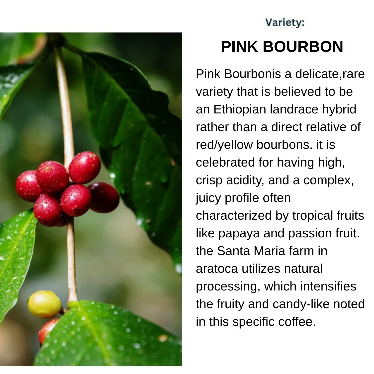 Your paragraph text (6)