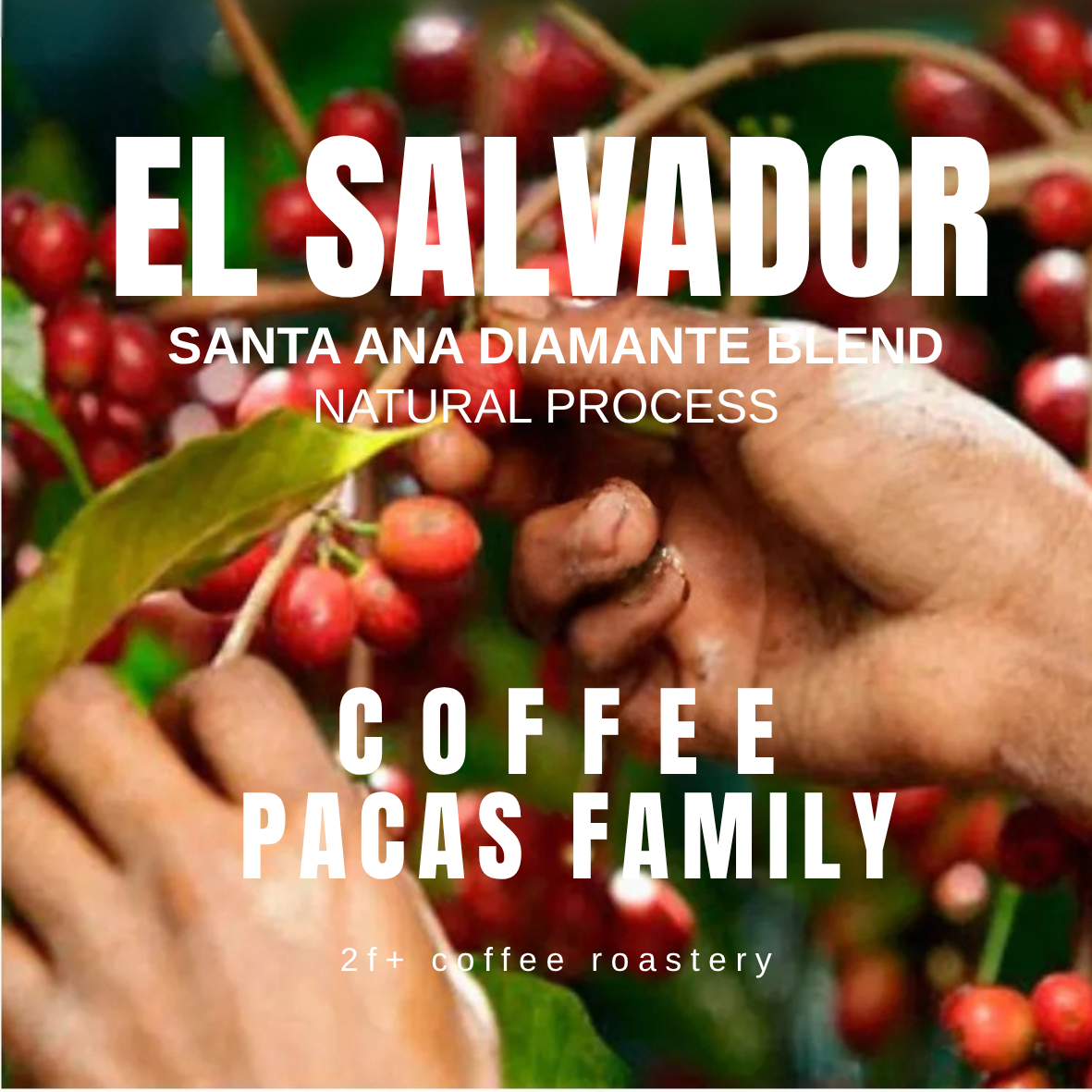 Copy of el salvador (1)