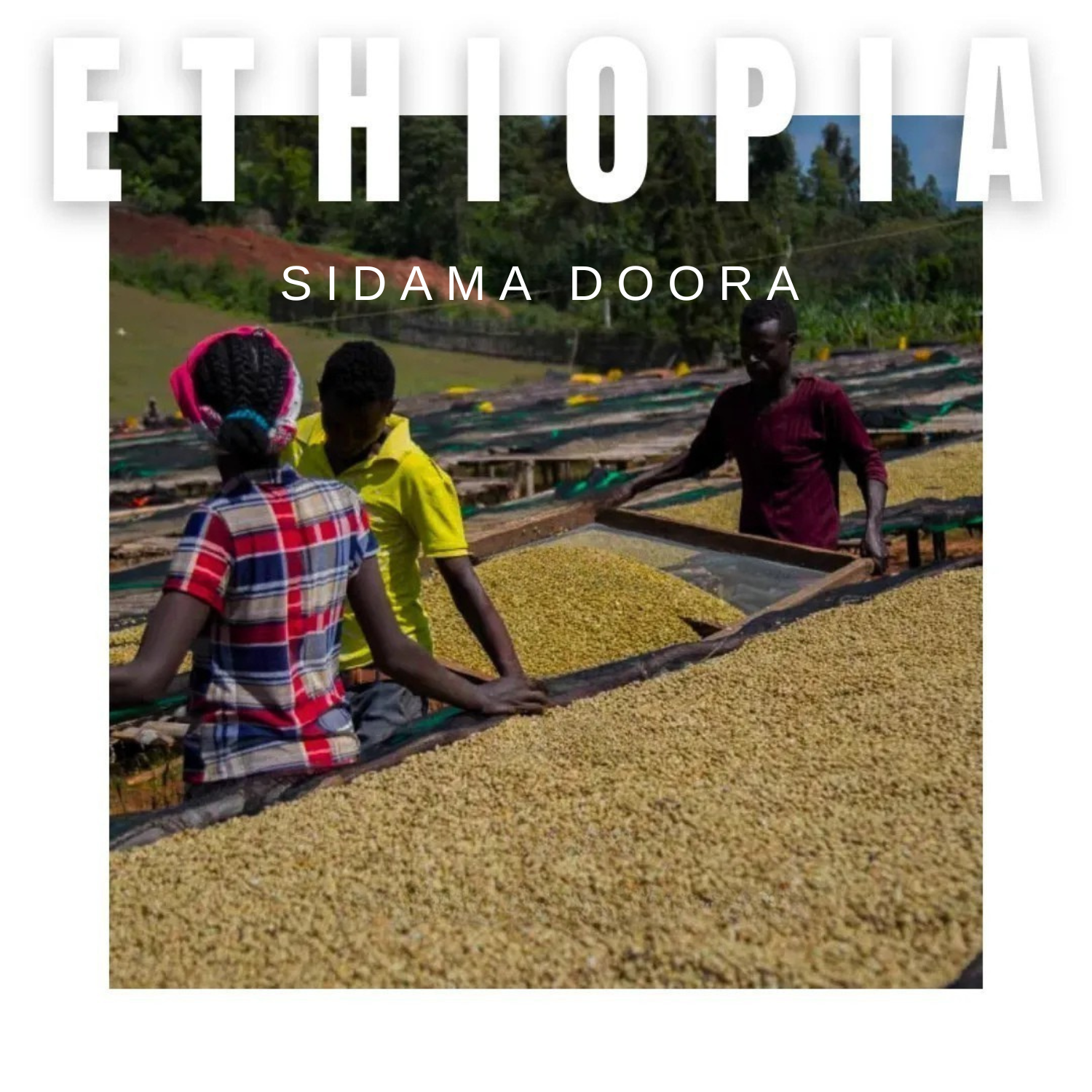 Your paragraph text (2)