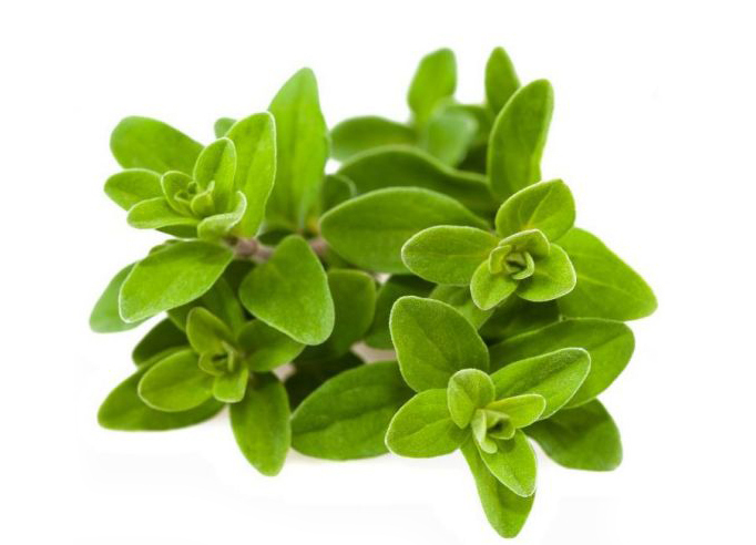 marjoram.jpg