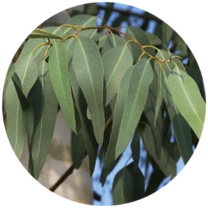 Eucalyptus.png