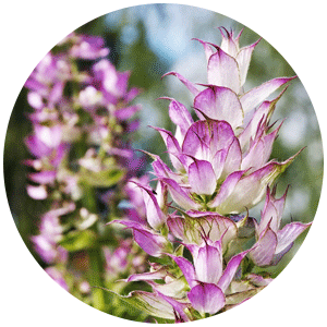 Clary-Sage.png