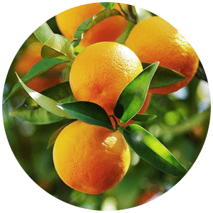 Sweet-Orange.png