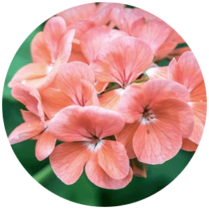 Geranium.png