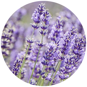 Lavender.png