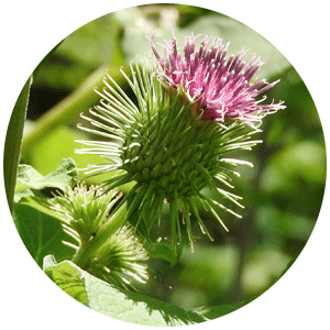 Burdock.png