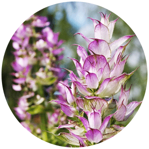Clary-Sage.png