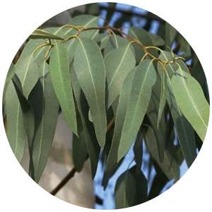 Eucalyptus.png