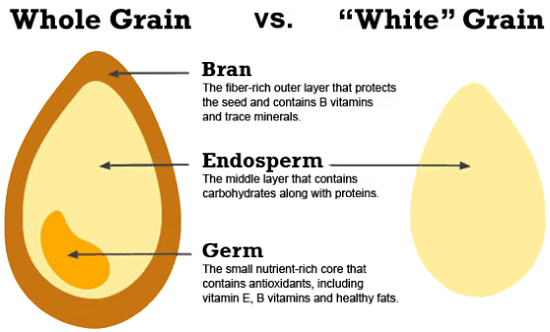 whole grain vs white grain diagram