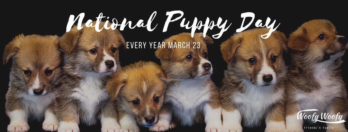 3.23 國際小狗日 <National Puppy Day>