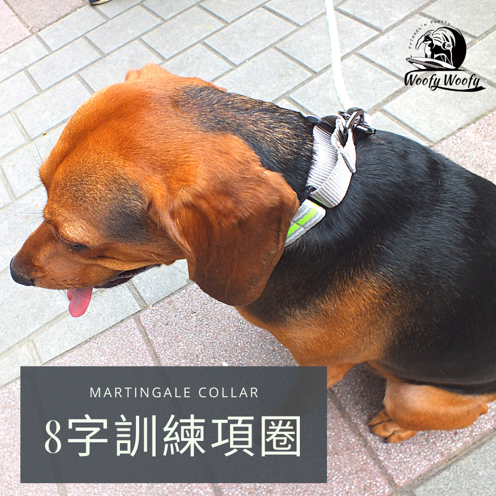 Martingale collar -灰-皮皮.png
