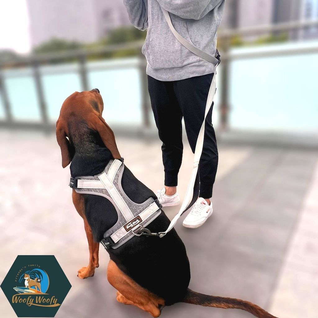 Hand Free Leash-7ft-Model-Gray-12