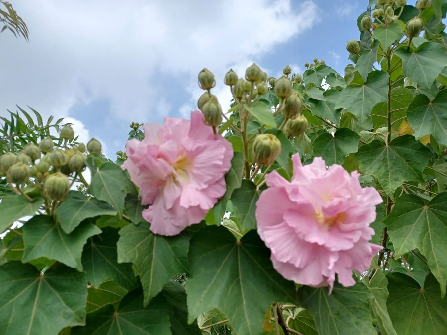 海藍天國際貿易有限公司(統編：83528248) | 金典綠園道市集 10月20日  10：30 - 19：00