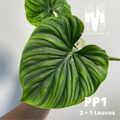 46.jpg