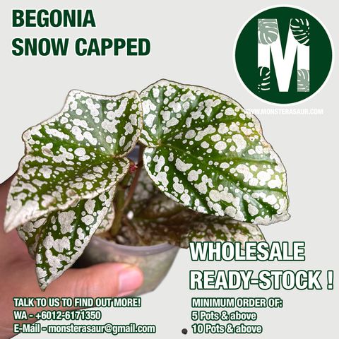 BEGO SNOW CAP.jpg