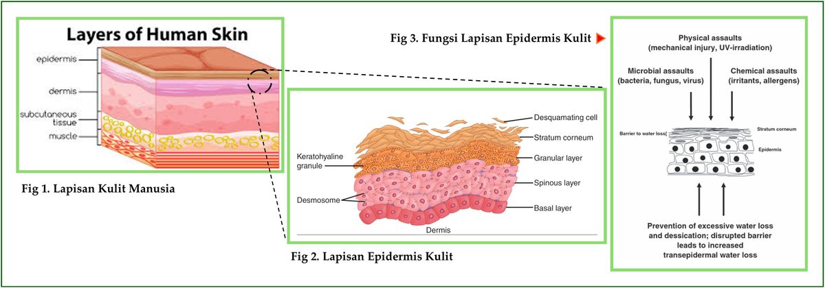 ORANG KOREA SANGAT MENJAGA SKIN BARRIER MEREKA. APA ITU SKIN BARRIER?