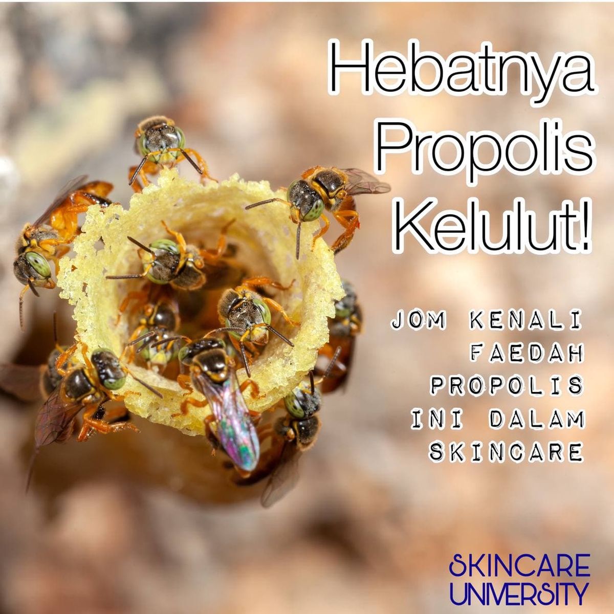 PROPOLIS..Hebatnya Kamu!
