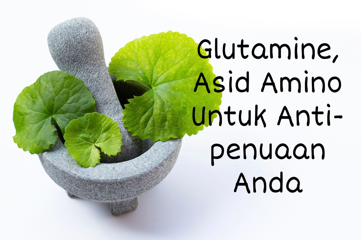 GLUTAMINE SEBAGAI ASID AMINO DENGAN FUNGSI ANTI-PENUAAN