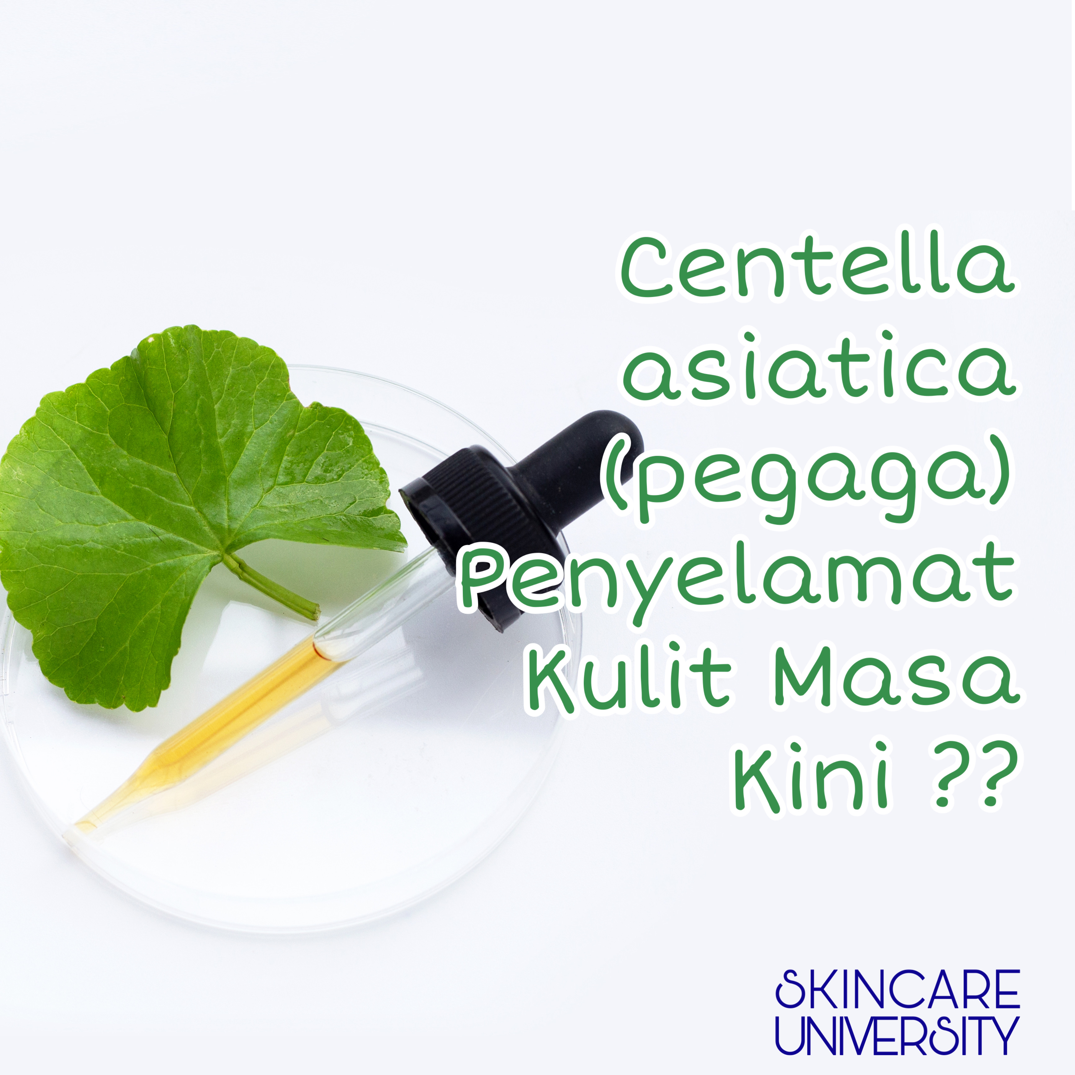 CENTELLA ASIATICA: PENYELAMAT KULIT MASA KINI ??