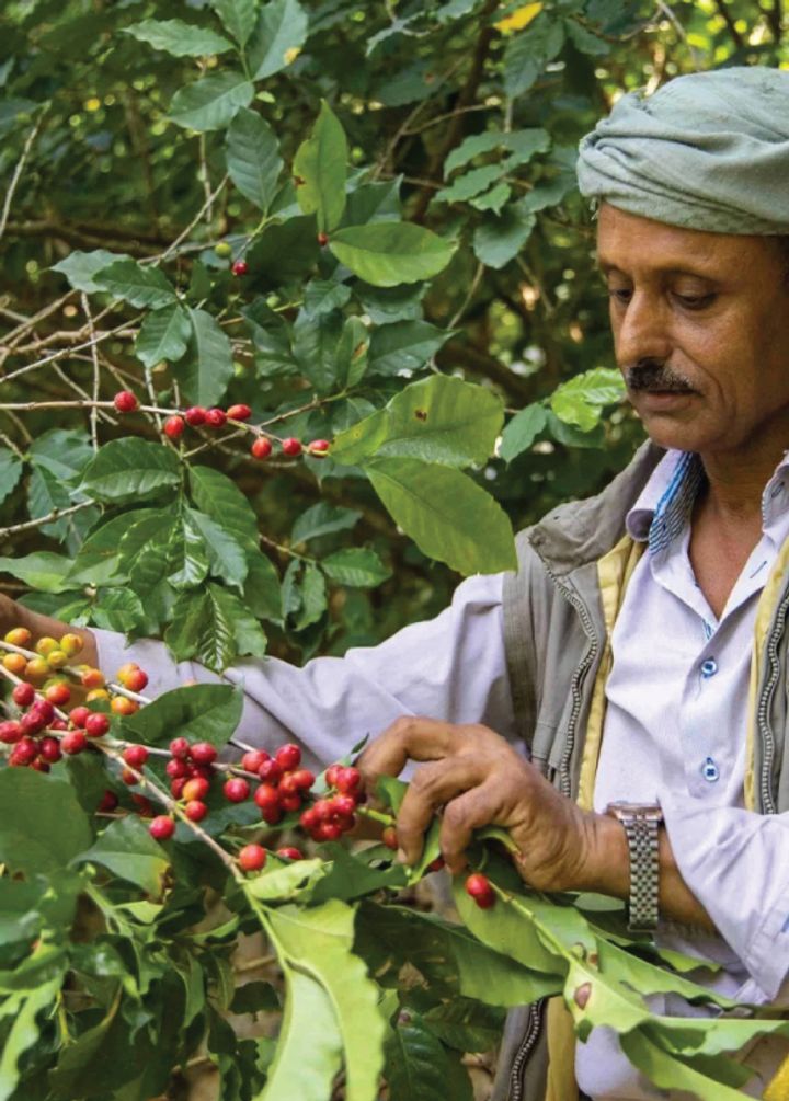 Yemen-文章用圖