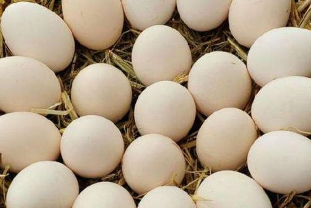 farm egg.jpg