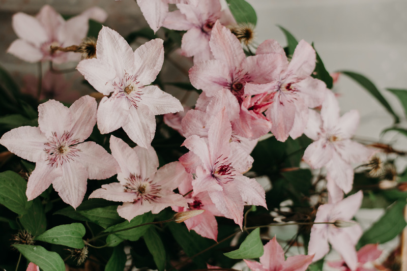Blooming in a Pandemic