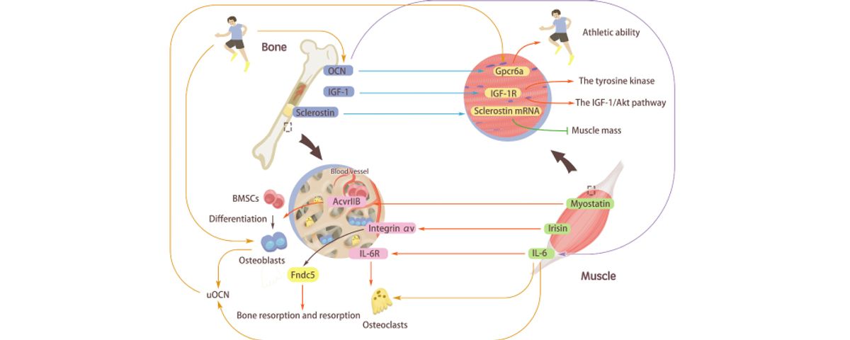「骨鈣素」、「骨生長因子 IGF-1」已被發現是運動能夠對抗骨質疏鬆、肌少症的關鍵因素之一。