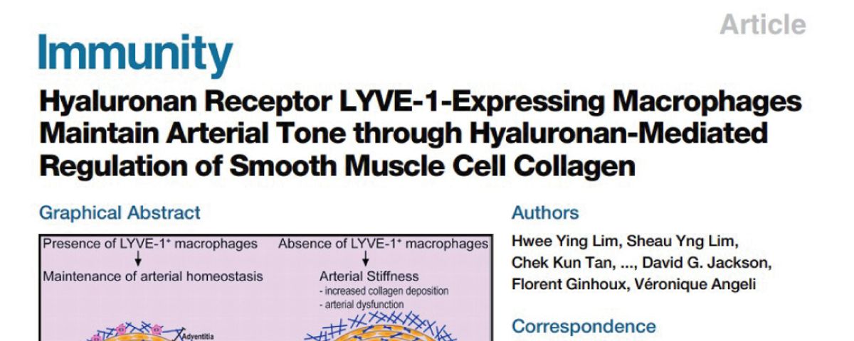《Immunity》巨噬細胞對動脈健康具有關鍵影響