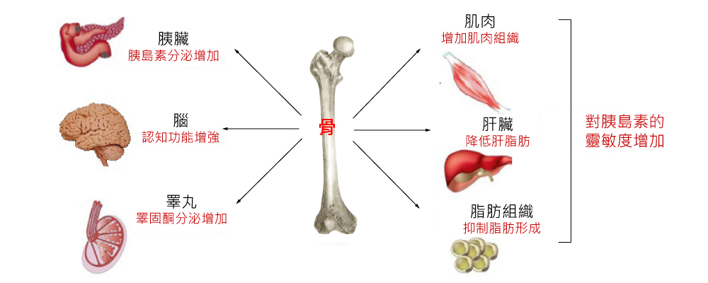 腎主骨.jpg