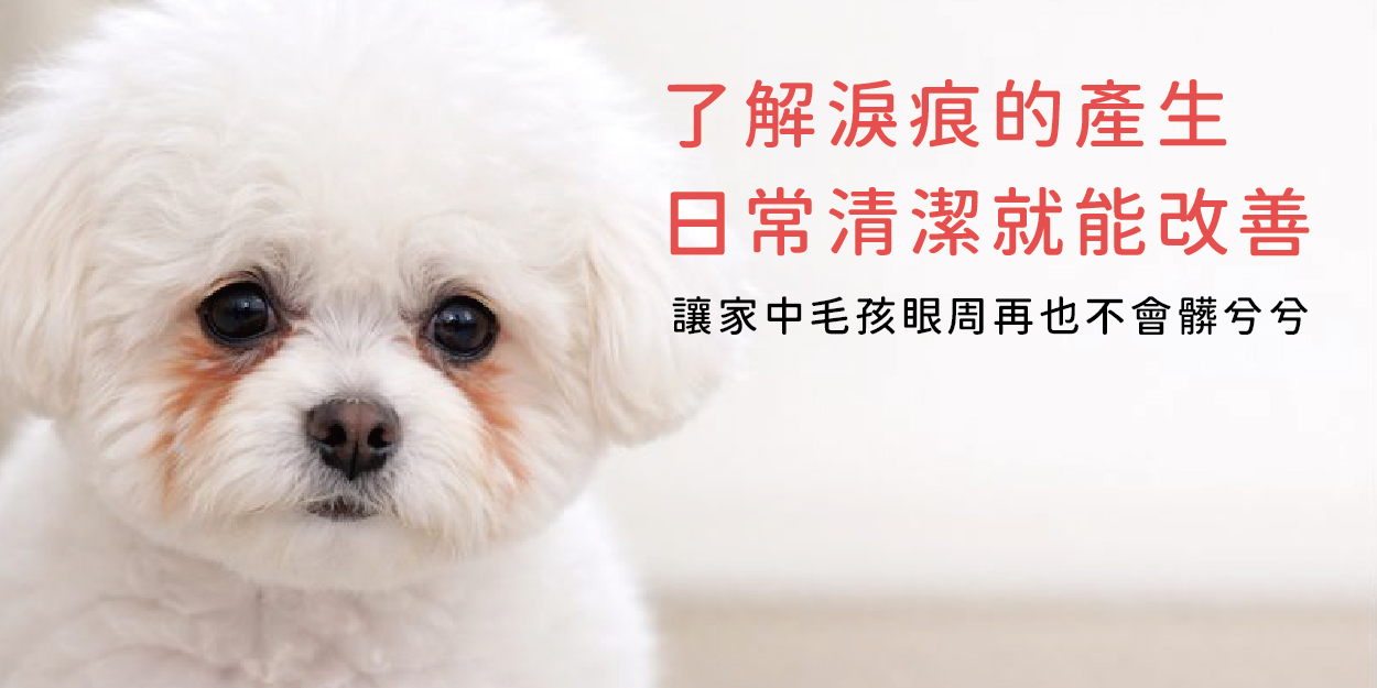 毛孩為什麼會有淚痕？了解原因，日常清潔其實就能改善