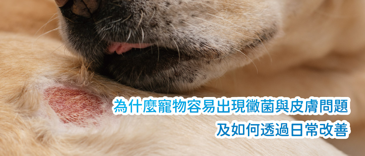 為什麼寵物容易出現黴菌與皮膚紅腫問題？