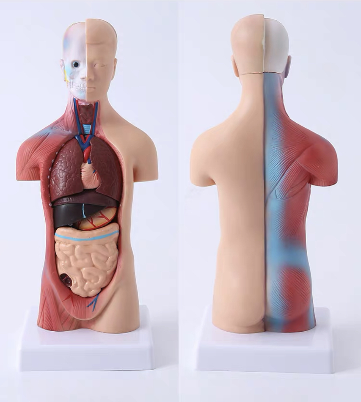 人體模型（含19件內臟）Human Body Parts – 我是六月Luxeylash