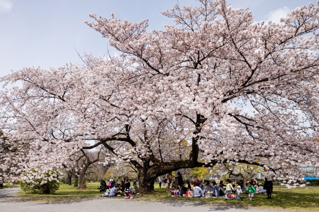 日本賞櫻文化的由來及習慣（為什麼賞櫻時要邊野餐呢?）