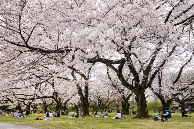 日本人會邊賞櫻邊野餐.jpg