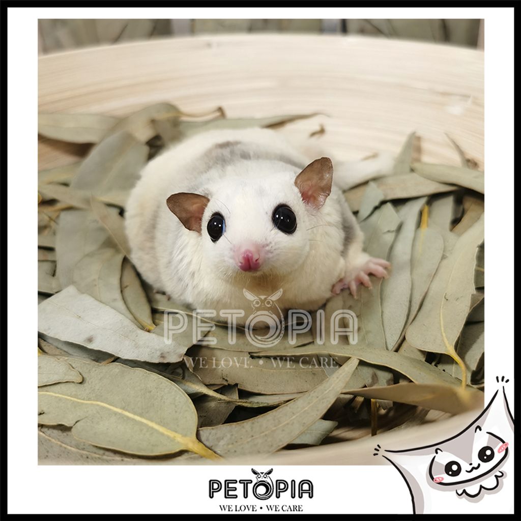 50g± Eucalyptus Leaf for Sugar Glider PETOPIA Pet Products