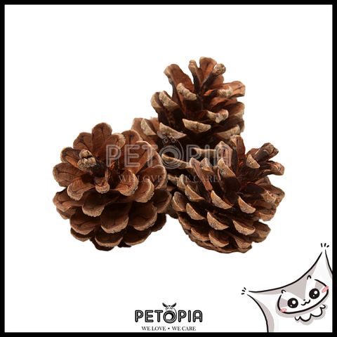 Pine Fruit.jpg