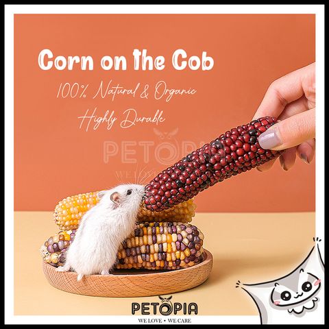 Mini Corn 3.jpg