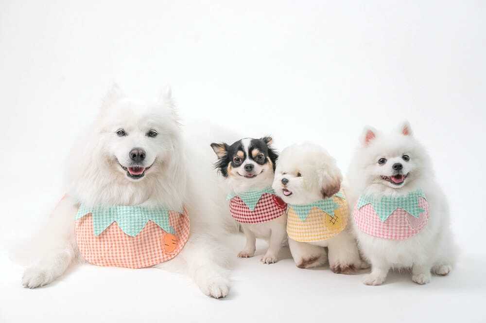 Fruity Collar