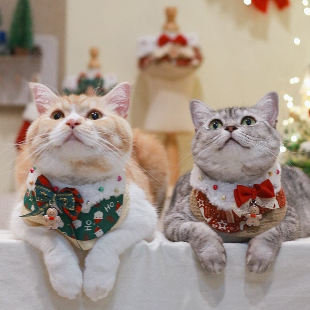 WhatsApp Image 2025-11-18 at 13.23.25