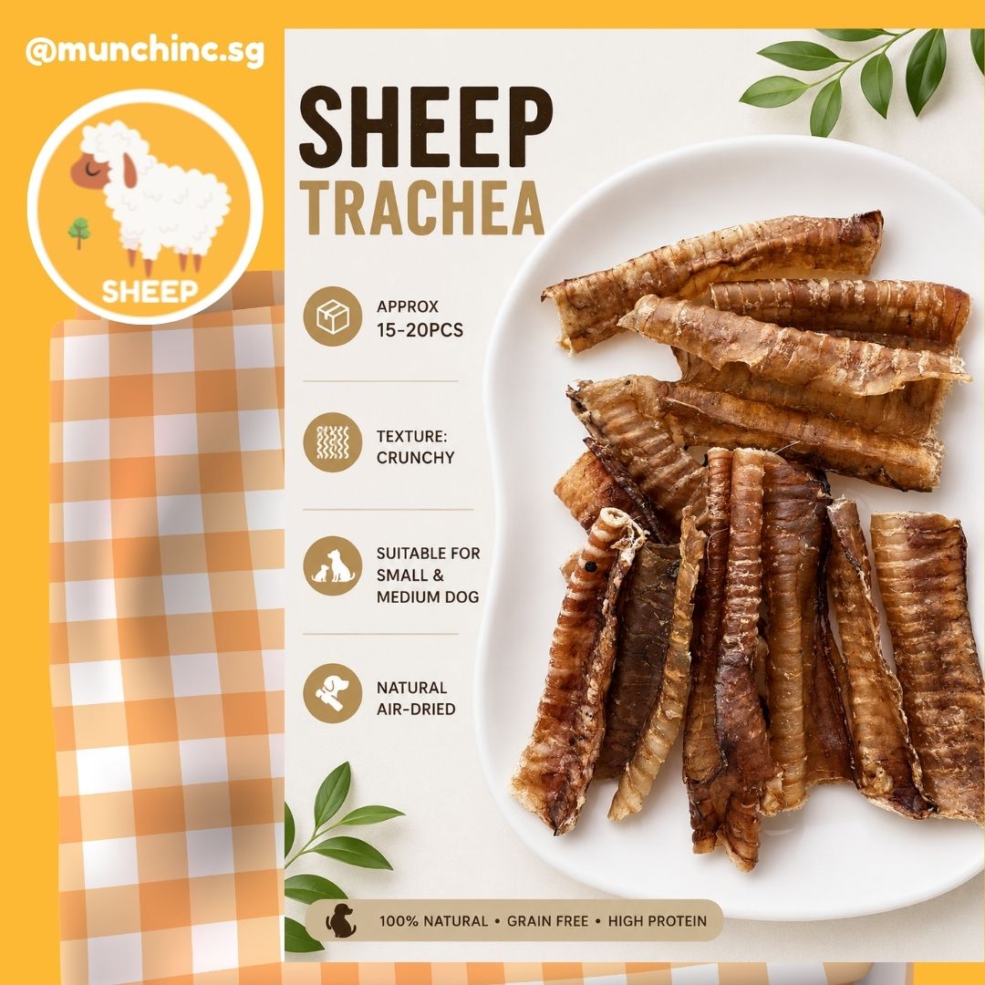 Trachea Sheep