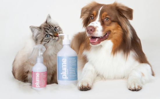  | PETSBOUTIQUE