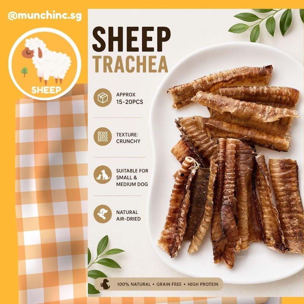 Trachea Sheep