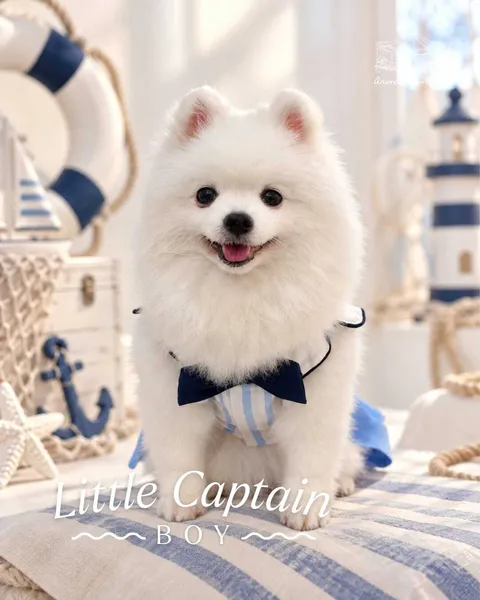 Little Captain 1