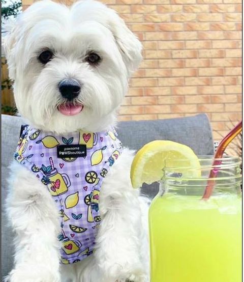 SqueezeTheDayharnessM